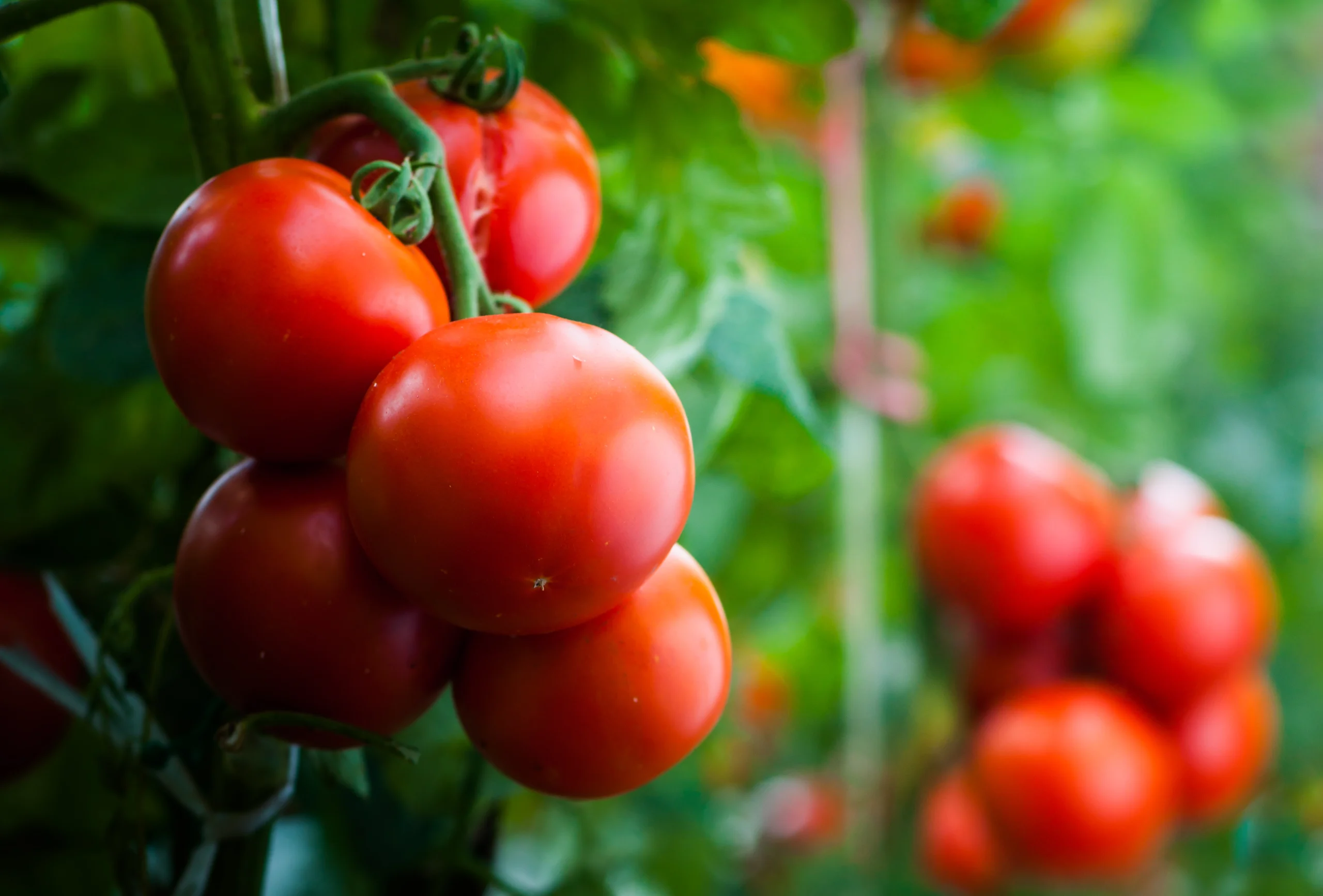 Gesunde Tomatenpflanzen dank Atami Nutrient Pack