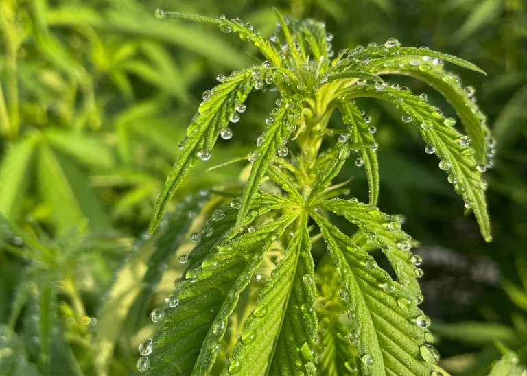 Nahaufnahme einer Cannabispflanze mit Wassertropfen auf den Blättern, die den Cannabissaft und die Pflanzengesundheit symbolisieren