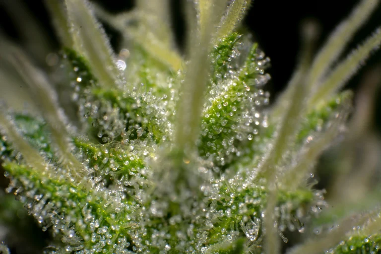 Makroaufnahme von Cannabis-Trichomen, in denen Terpene gebildet und gespeichert werden