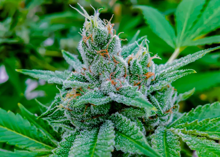 Nahaufnahme einer Cannabisblüte mit Trichomen, die zeigen, wo Terpene gebildet werden