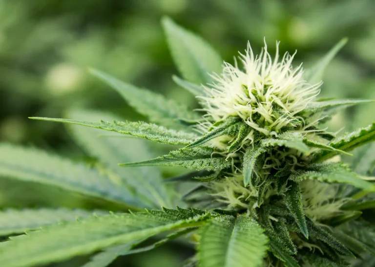 Nahaufnahme einer gesunden Cannabis-Mutterpflanze mit grünen Blättern und jungen Blüten, die für die Gewinnung kräftiger Stecklinge gepflegt wird.