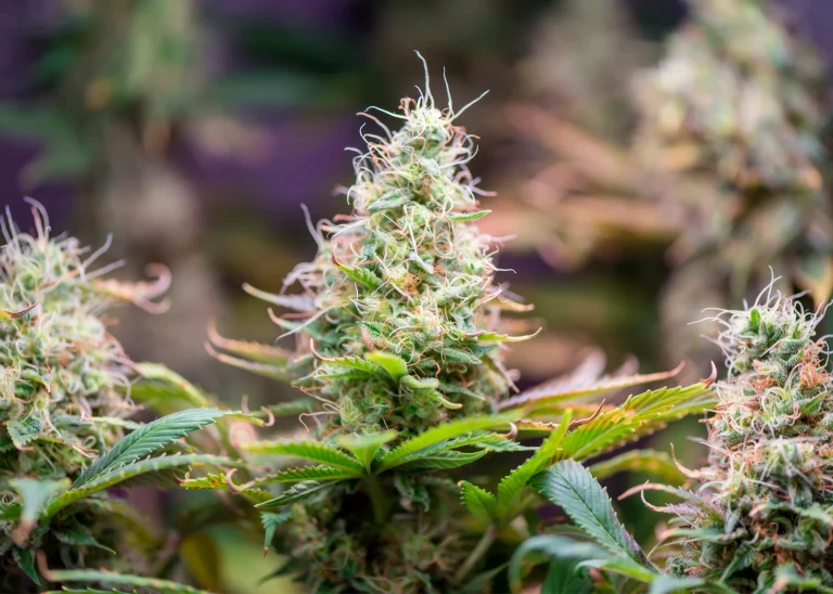 Nahaufnahme von blühenden Cannabisblüten, die erfolgreiche Anbautipps für hohen Ertrag und Qualität zeigen