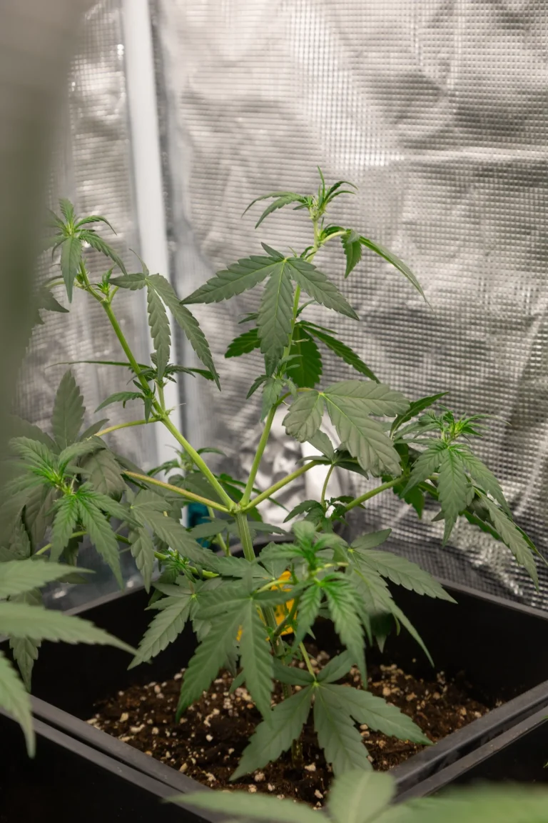 Gesunde Cannabispflanze in einem gut belüfteten Substrat in einem Growzelt
