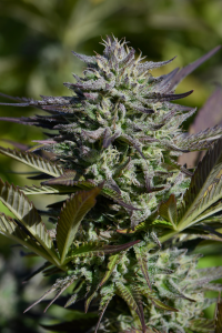 Harzige Cannabisblüte aus veganem Cannabisanbau mit pflanzlichem Cannabis Dünger