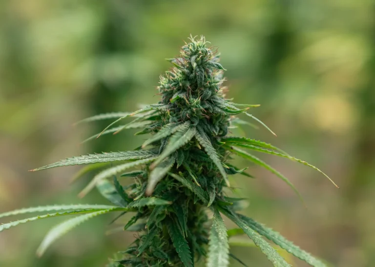 Gesunde Cannabispflanze beim veganen Cannabisanbau mit pflanzlicher Düngung