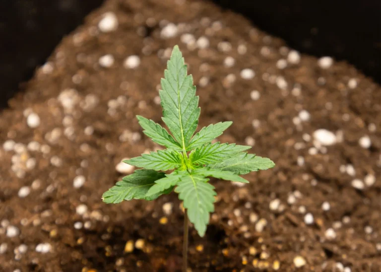 Junge Cannabispflanze in einem gut belüfteten Substrat mit Perlit für bessere Sauerstoffversorgung der Wurzeln