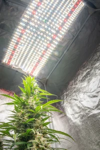 Cannabis-Pflanze unter LED-Growlampe im Indoor-Anbau als Beispiel für effektive Anbautipps zur Ertragssteigerung