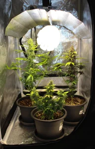 Indoor-Growzelt mit Cannabis-Pflanzen unter Beleuchtung, das effektive Anbautipps für gesunden Wuchs und höheren Ertrag zeigt