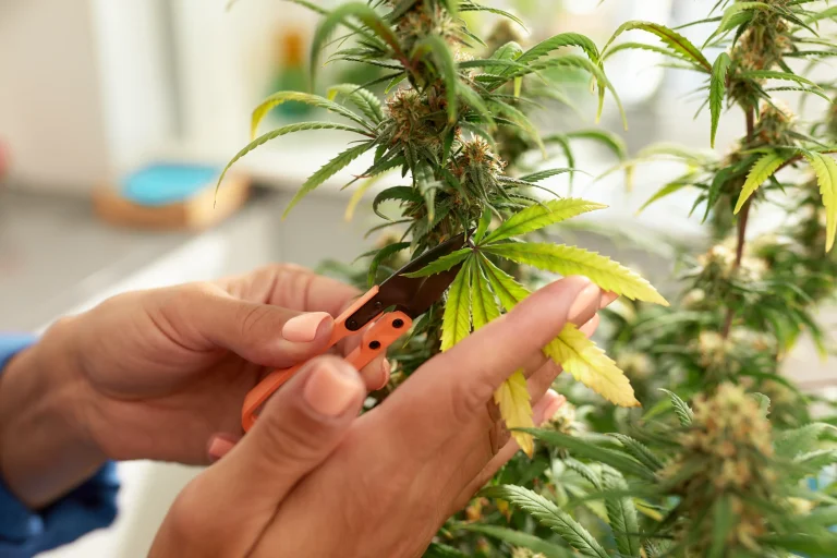 Junge Cannabis-Pflanzen in einem hydroponischen System mit Blähton, die grundlegende Anbautipps für gesundes Wachstum zeigen