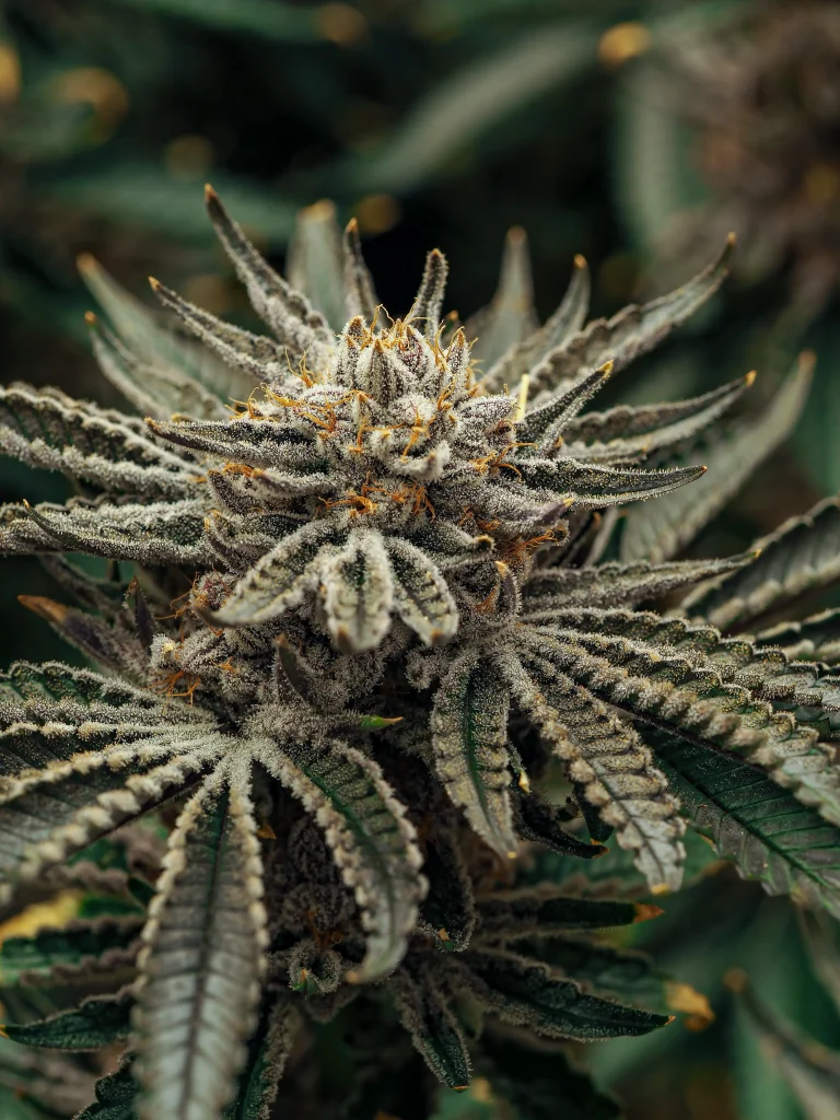 Bio Cannabis Blüte mit dichten Trichomen und orangefarbenen Blütenstempeln
