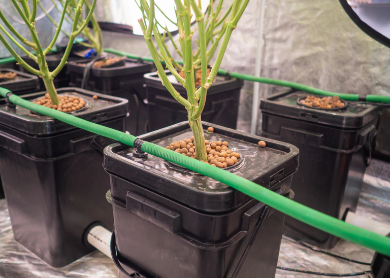 Cannabispflanzen in einem Hydrokultur-System mit Bewässerungsleitungen und Blähton