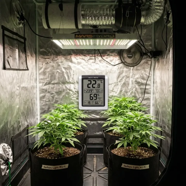 Cannabispflanzen in einer Growbox mit LED-Lampe, Belüftung und Hygrometer