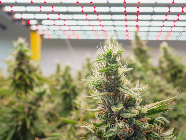 Cannabis Blüte mit sichtbaren Trichomen unter LED-Licht in einer Growbox