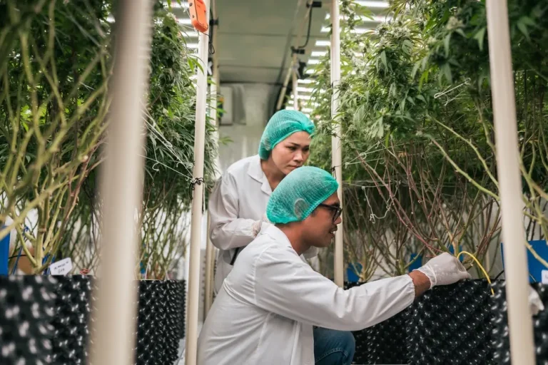 Zwei Züchter kontrollieren Cannabispflanzen in einem Indoor Grow Room