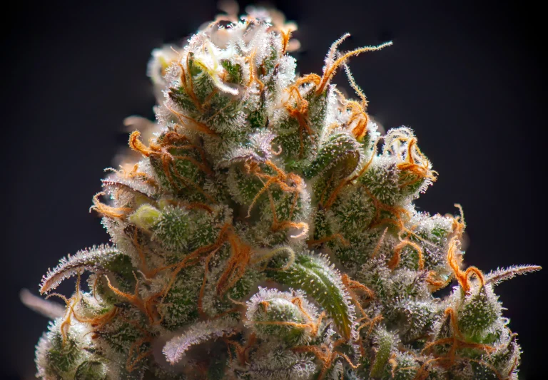 Nahaufnahme einer harzigen Cannabis Blüte mit sichtbaren Trichomen und orangefarbenen Blütenstempeln