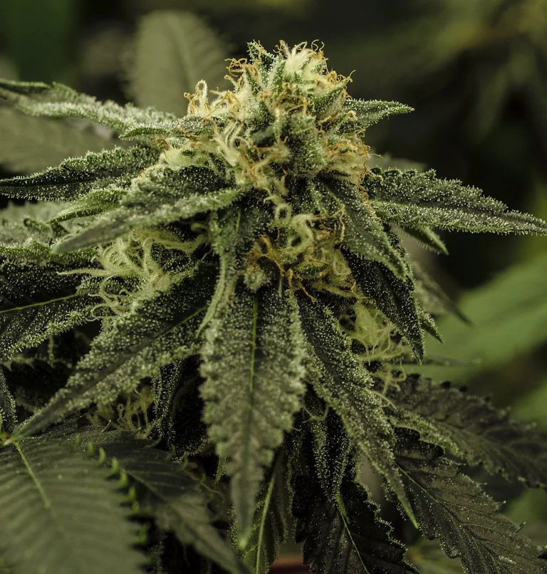 Harzige Cannabis Blüte mit sichtbaren Trichomen für Terpene und Cannabinoide