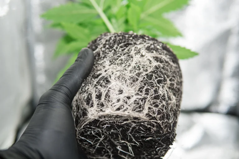 Gesunde Cannabis Wurzeln in einem kompakten Wurzelballen mit Erde