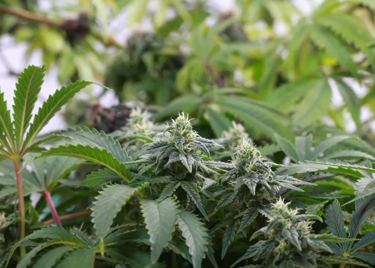 Harzige Cannabispflanze aus veganem Anbau mit gesunden grünen Blättern