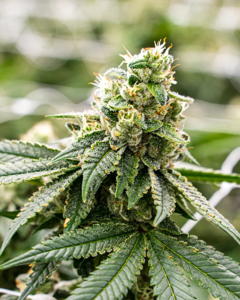 Harzige Cannabisblüte mit sichtbaren Trichomen während der Blütephase