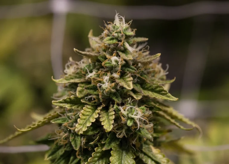 Harzige Cannabisblüte mit sichtbaren Trichomen während der Blütephase