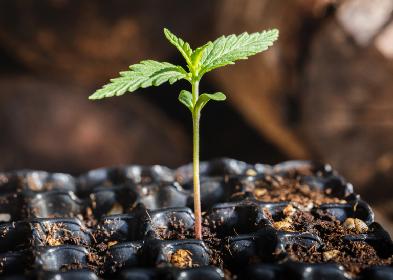 Junger Cannabis Sämling wächst in Erde während der Keimlingsphase