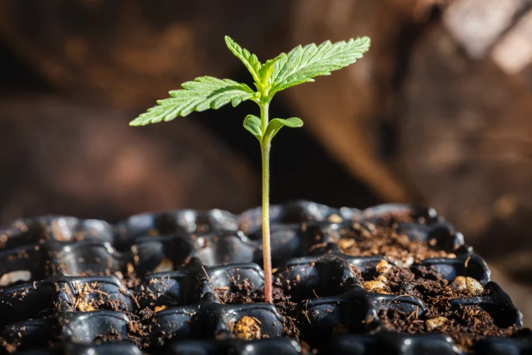 Junger Cannabis-Sämling wächst in Erde vor Beginn der Vegetationsphase