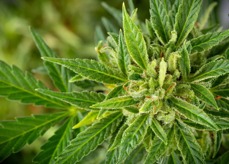 Grüne Cannabispflanze mit gesunden Blättern, Blütenansätzen und sichtbaren Trichomen