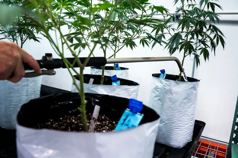 Cannabispflanzen in Stofftöpfen werden beim veganen Düngungsplan gegossen