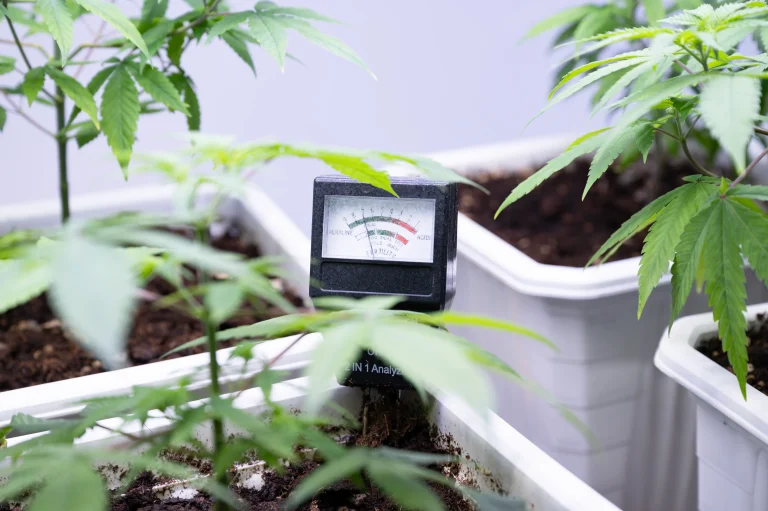 pH-Messgerät prüft den Bodenwert bei jungen Cannabispflanzen