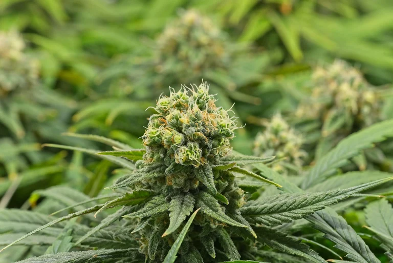 Cannabisblüte mit weißen Blütenfäden und sichtbaren Trichomen während der Blütephase