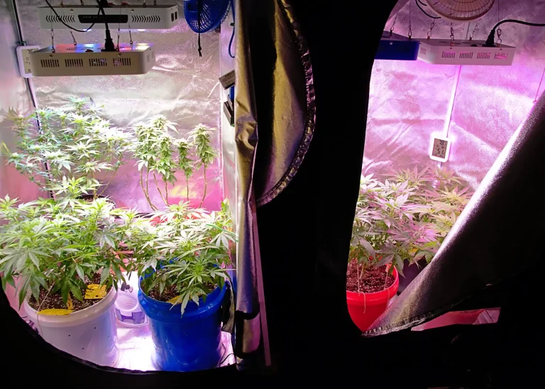 Cannabispflanzen in einer Cannabis Growbox unter Growlampen mit Belüftung für den Indoor-Anbau