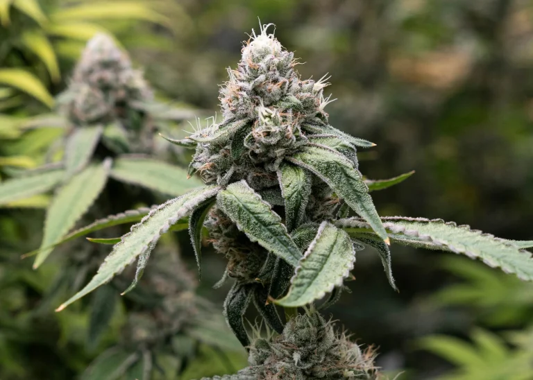 Nahaufnahme einer Cannabisblüte mit vielen sichtbaren Trichomen und harzreichen Blättern
