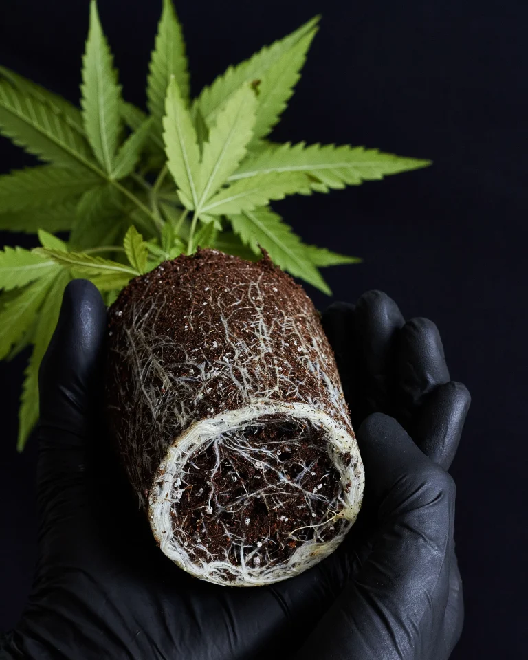 Gesunde Cannabis-Wurzeln mit dichtem weißen Wurzelgeflecht rund um den Wurzelballen